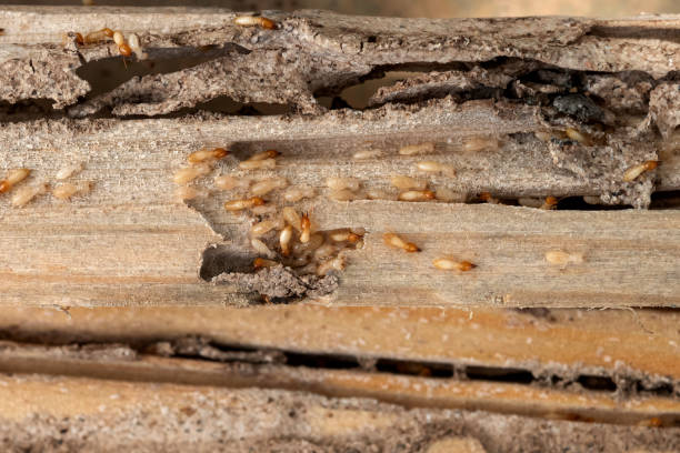 Best Wasp Removal Services  in Ash Flat, AR